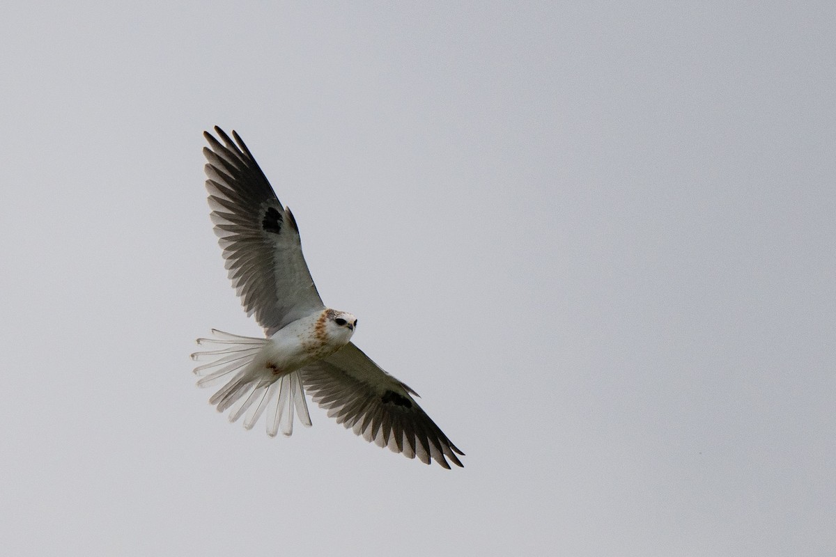White-tailed Kite - ML616882893