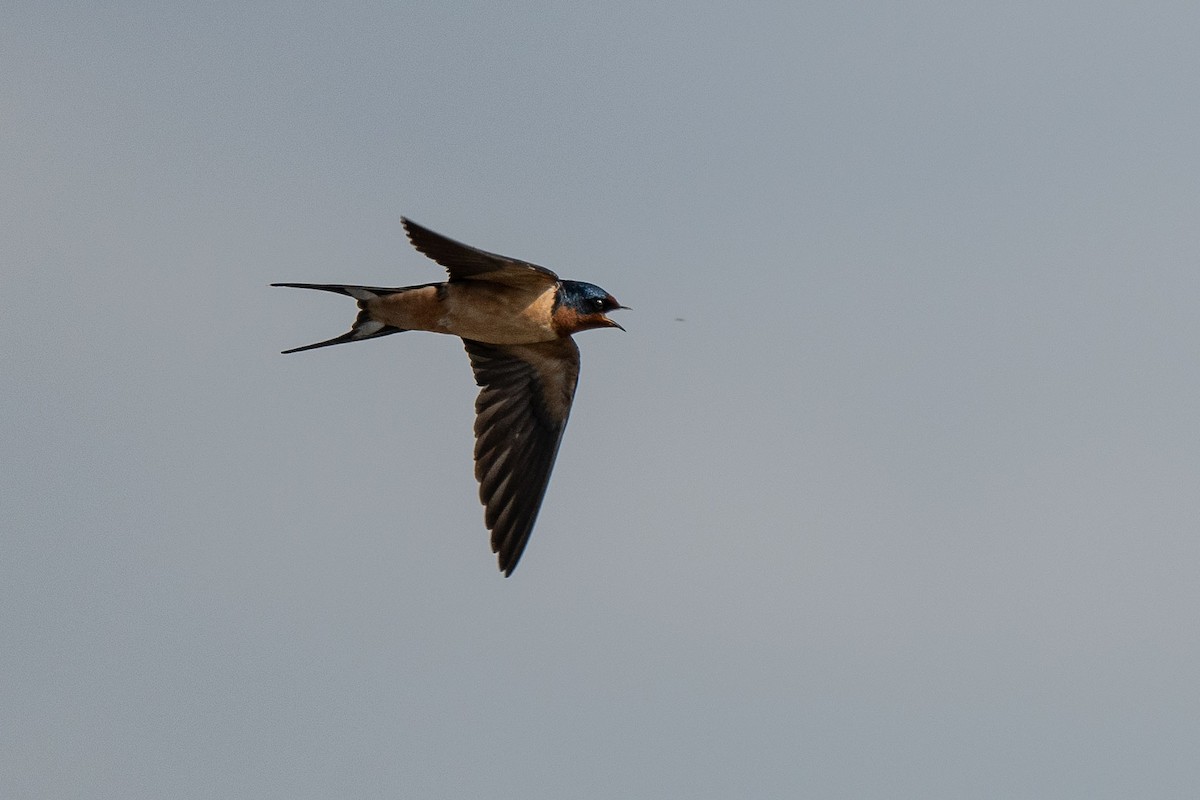 Barn Swallow - ML616882904