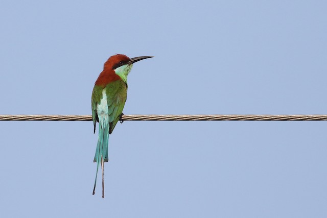 Rufous-crowned Bee-eater at Subic Bay--Nabasan Trail by Dave Beeke