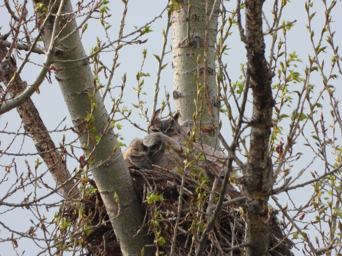 Great Horned Owl - ML616883023