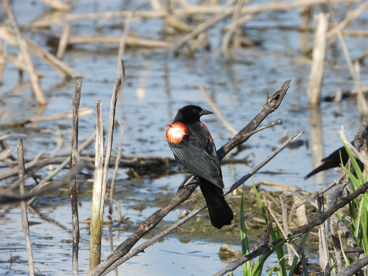 Red-winged Blackbird - ML616883040
