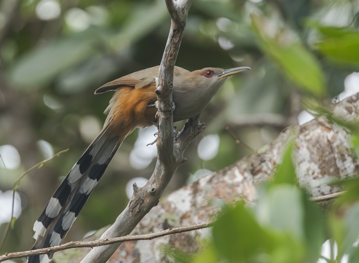 Puerto Rican Lizard-Cuckoo - Pranav Gokhale