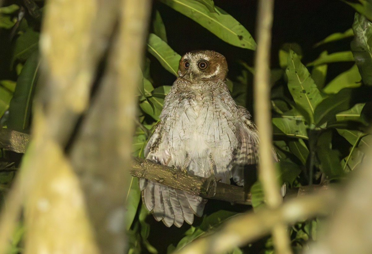 Puerto Rican Owl - ML616883138