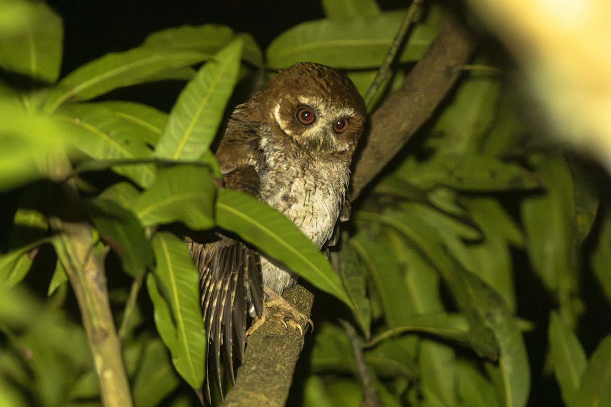Puerto Rican Owl - Pranav Gokhale
