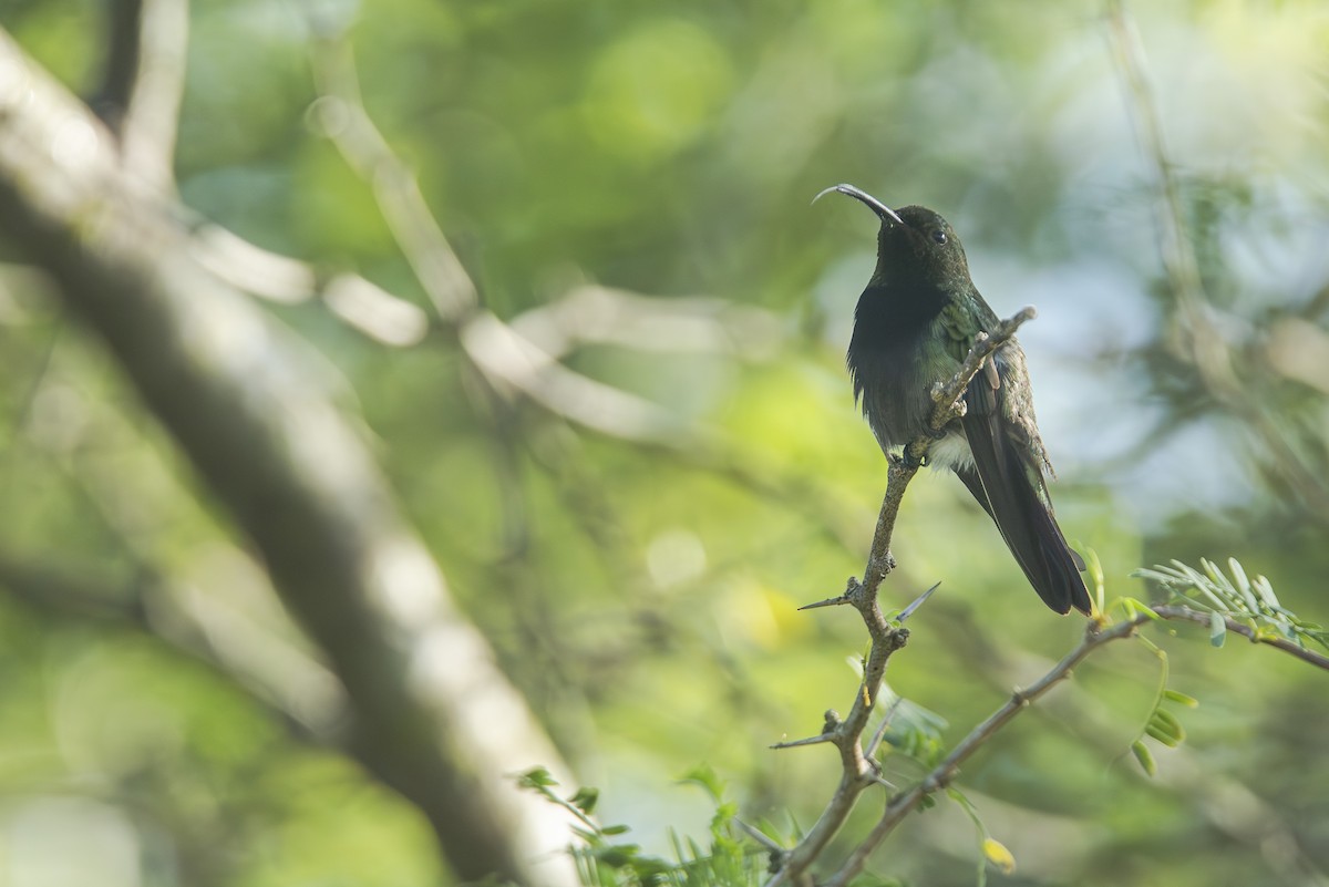 kolibřík tmavoprsý - ML616883185