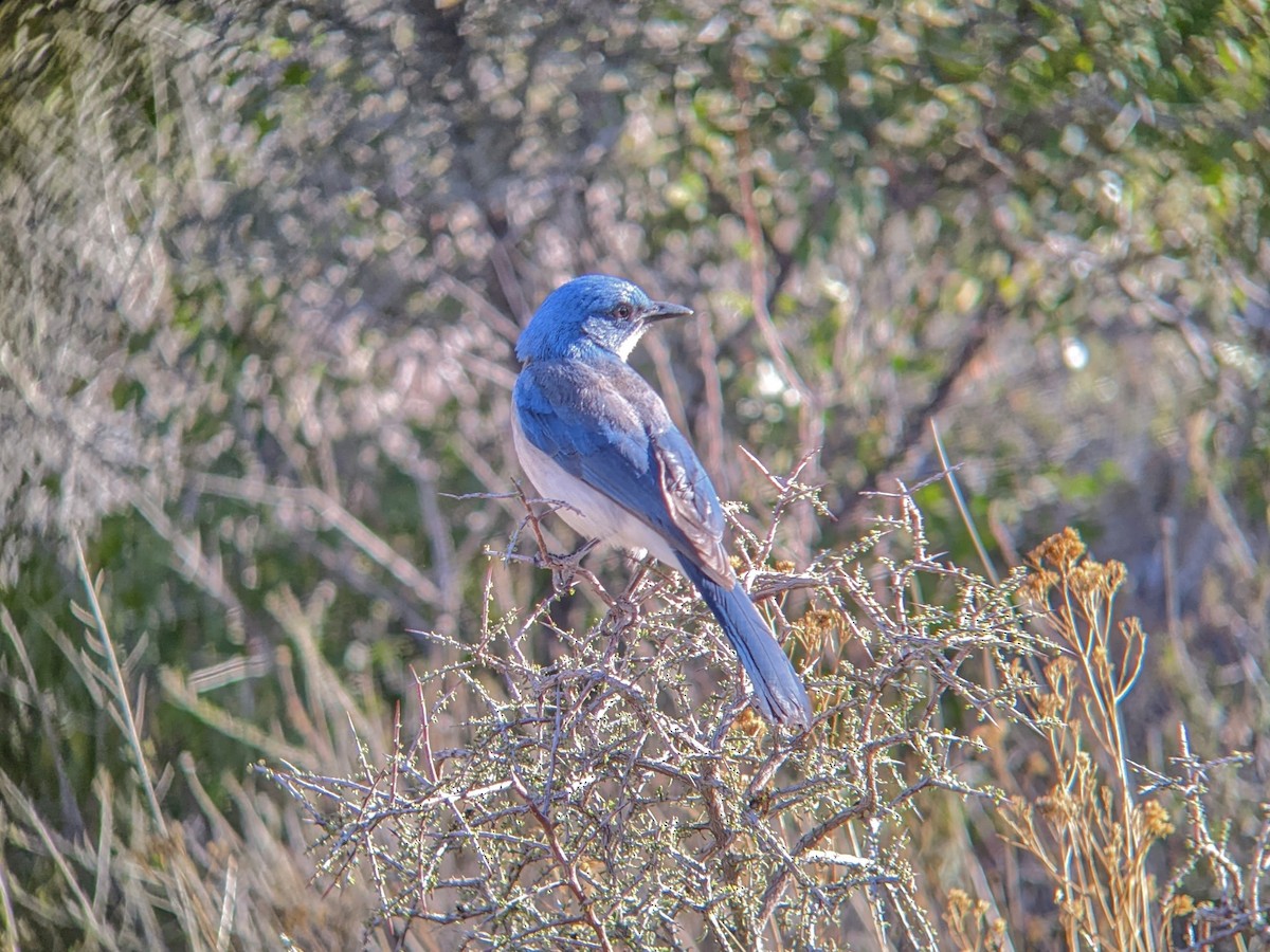 Mexican Jay - ML616883228