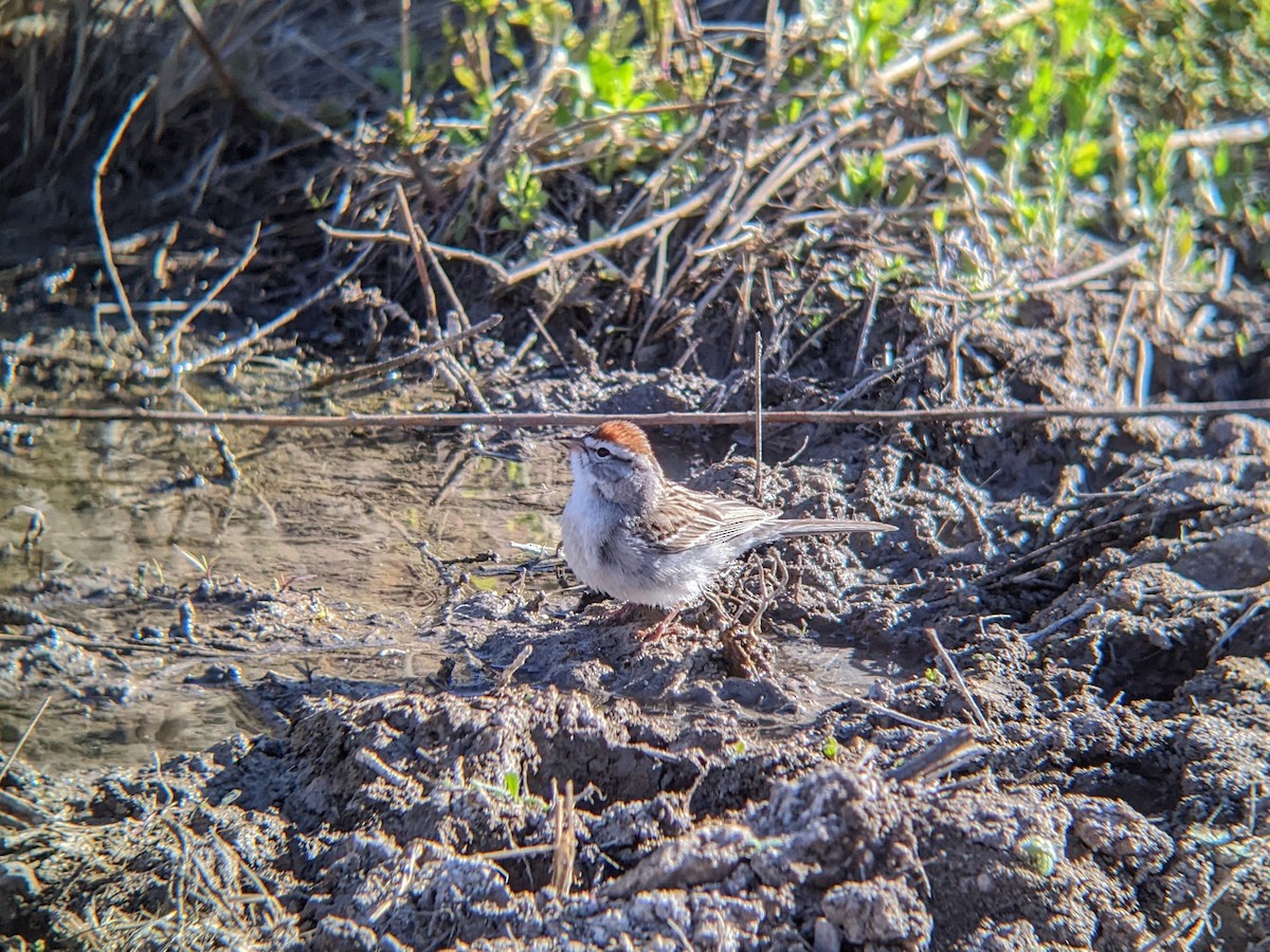 Chipping Sparrow - ML616883240