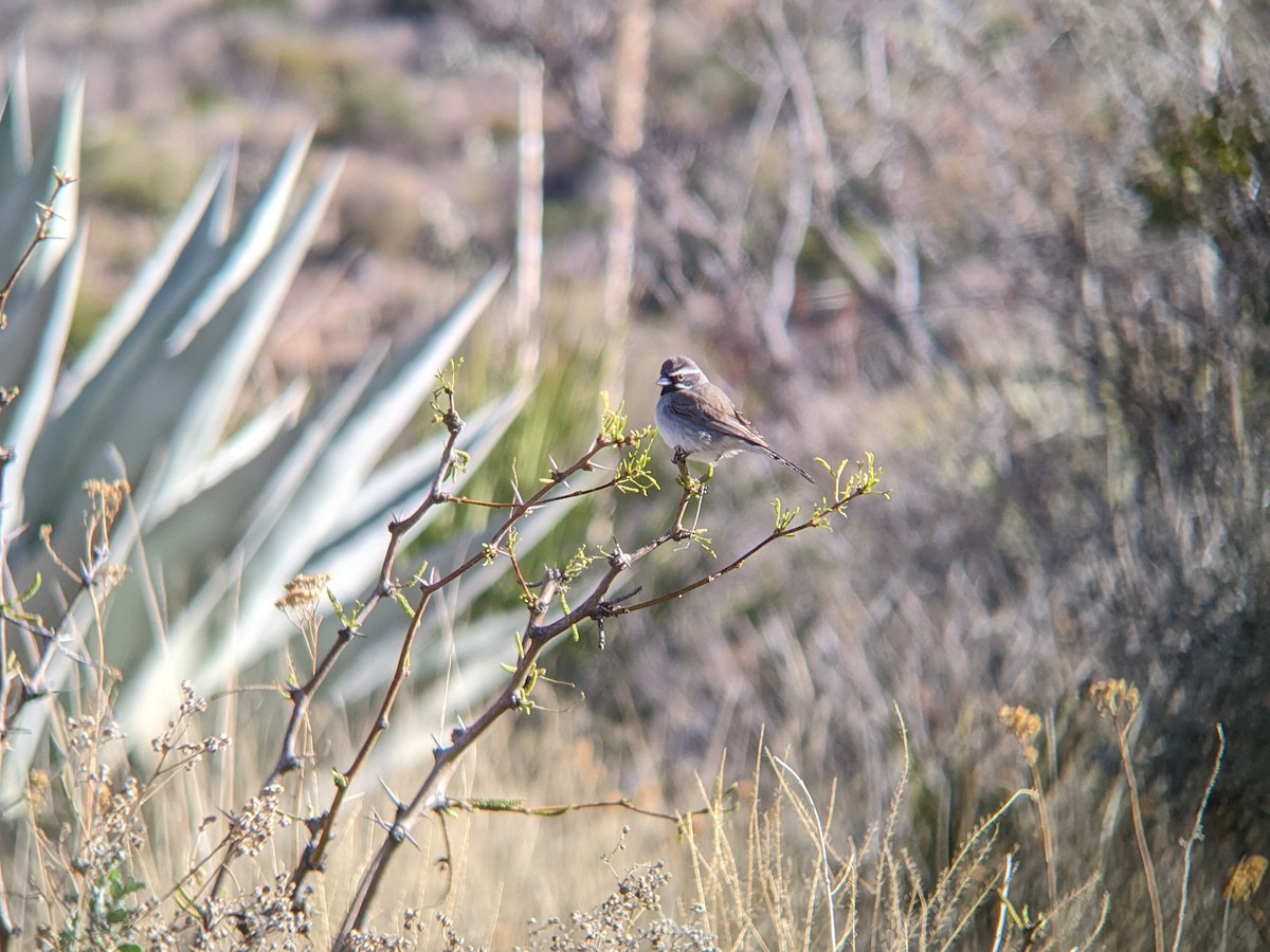 Black-throated Sparrow - ML616883250