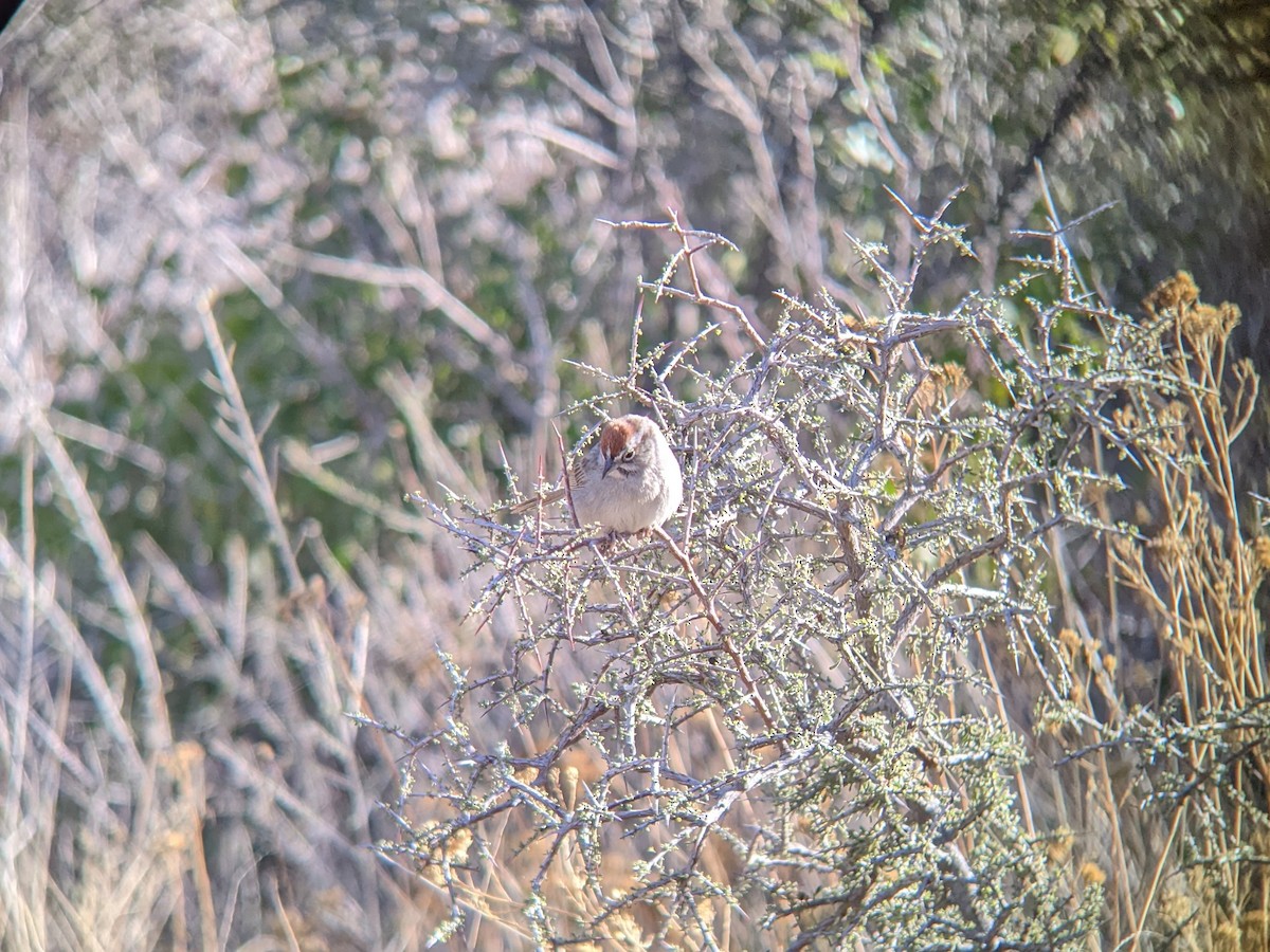 Rufous-crowned Sparrow - ML616883282