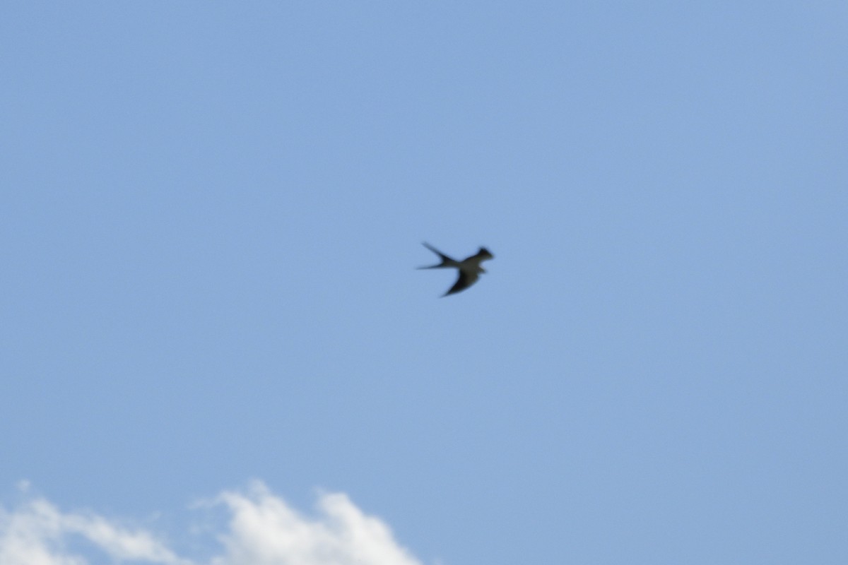 Swallow-tailed Kite - ML616883465