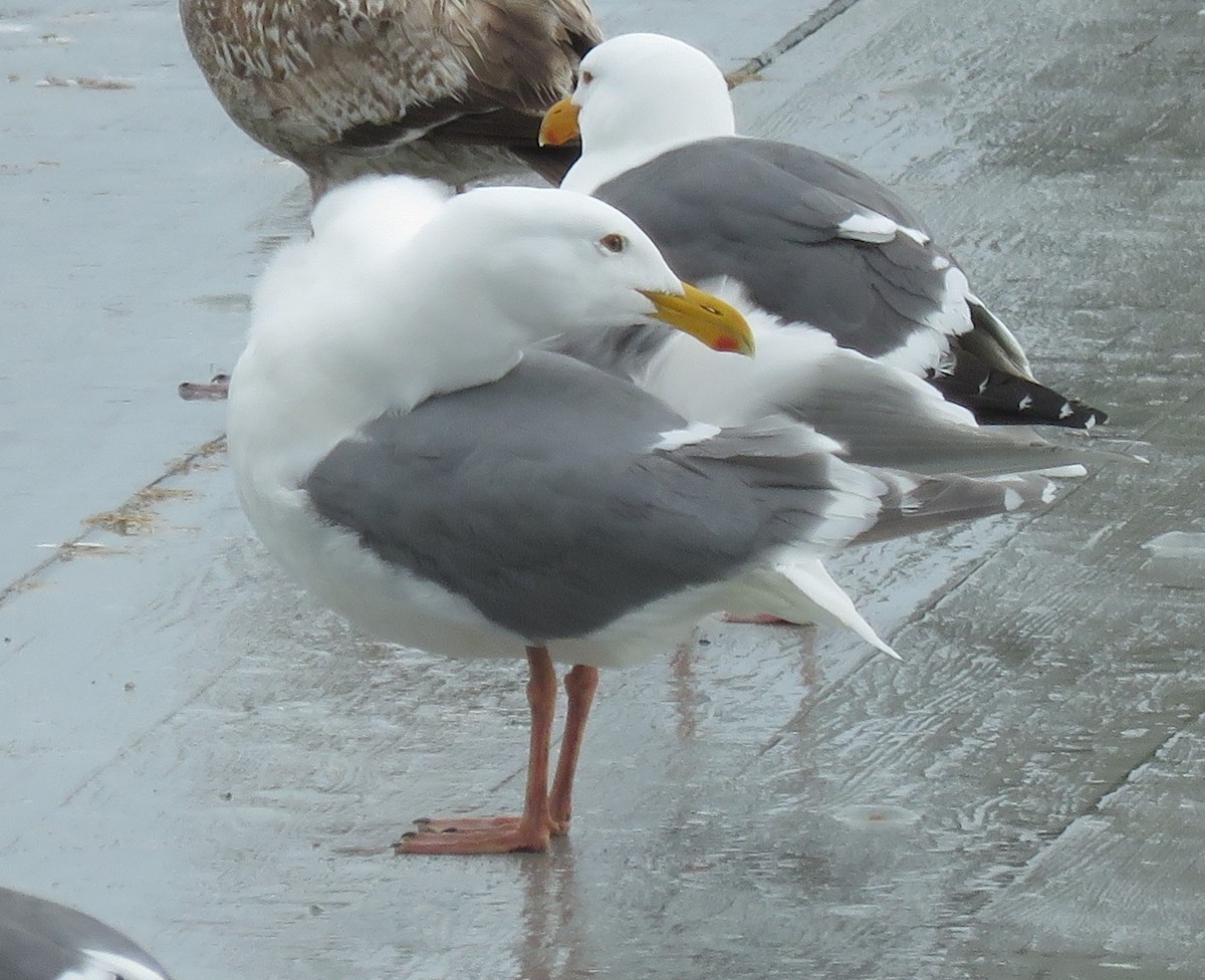 Glaucous-winged Gull - Noah Arthur