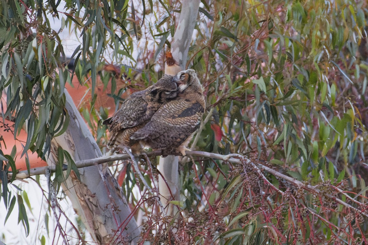 Great Horned Owl - ML616883593