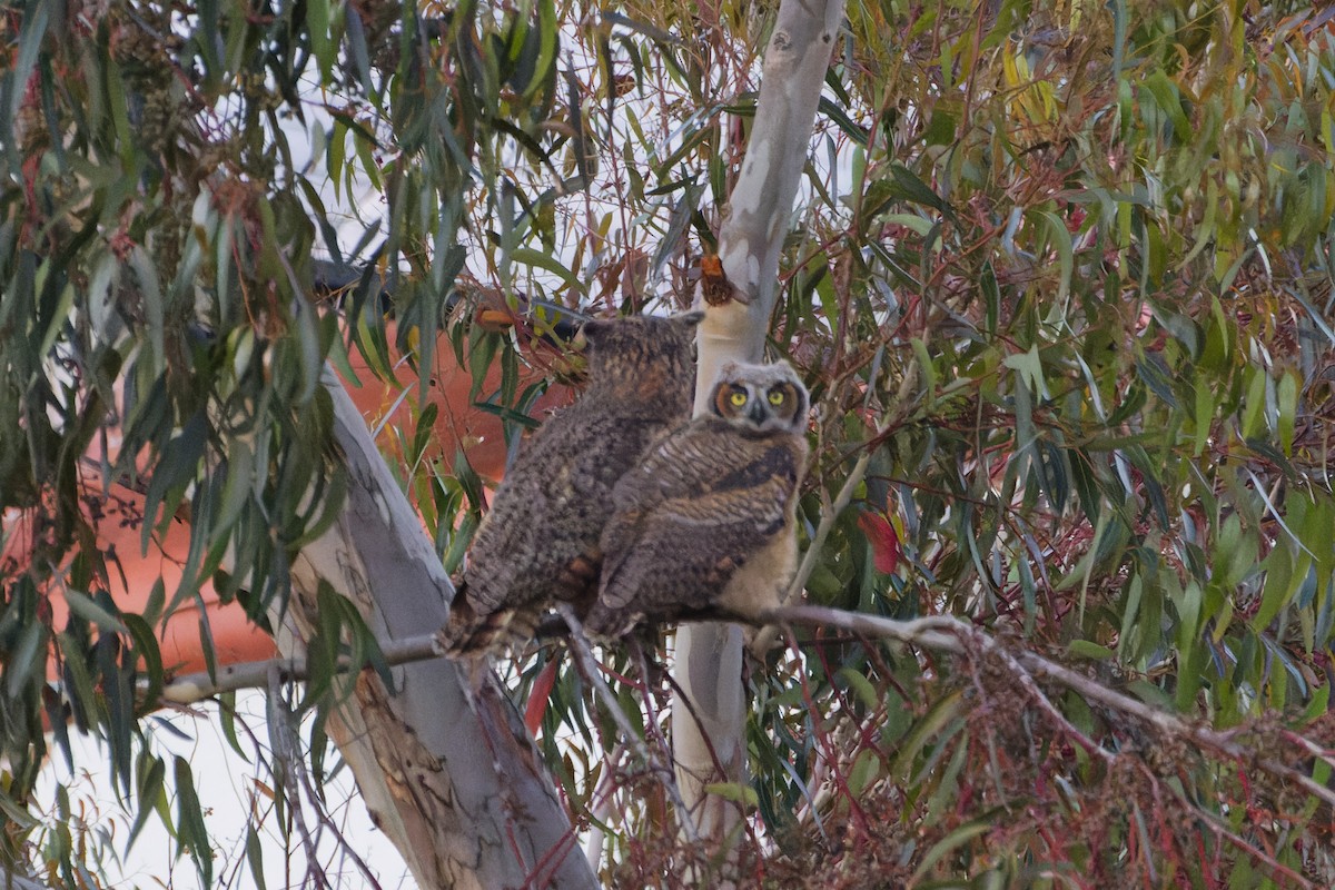 Great Horned Owl - ML616883594