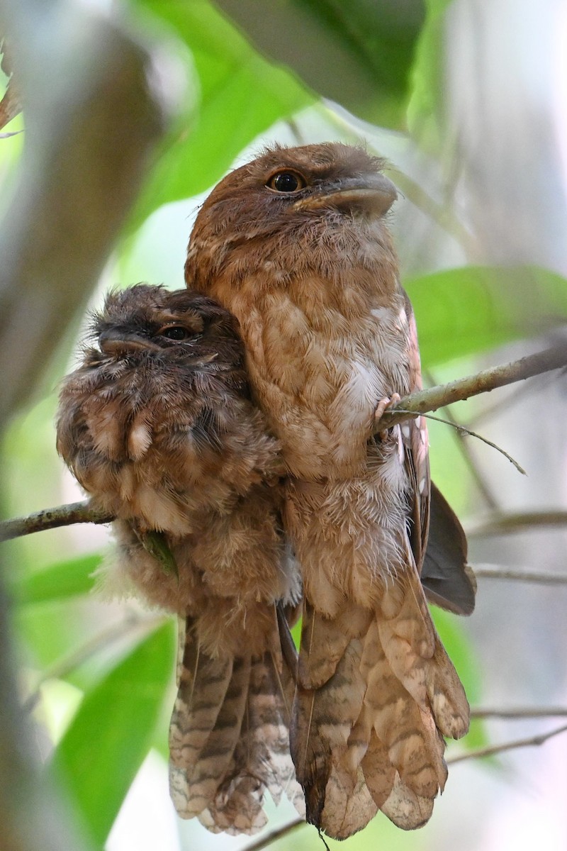 Gould's Frogmouth - ML616883646