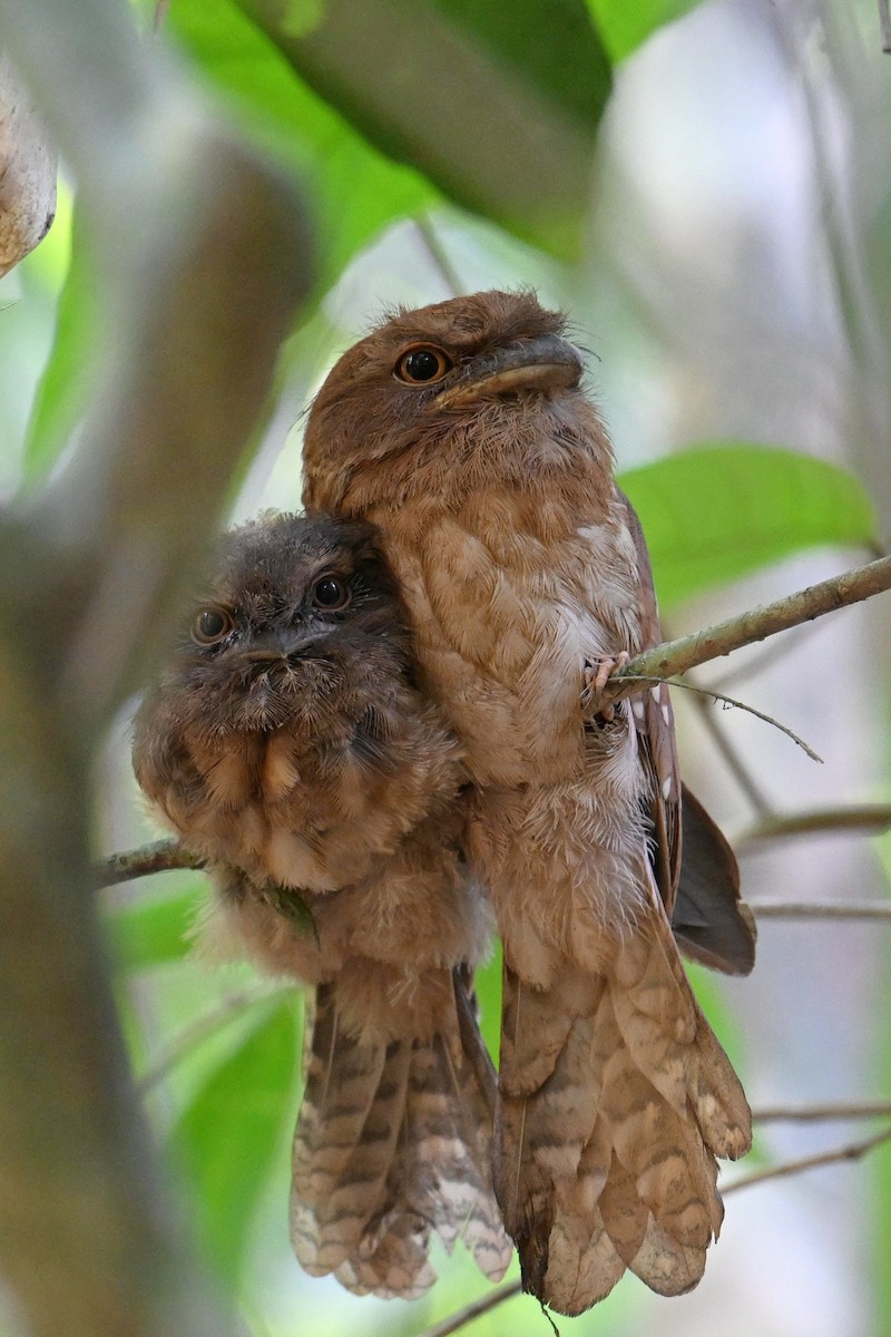 Gould's Frogmouth - ML616883647