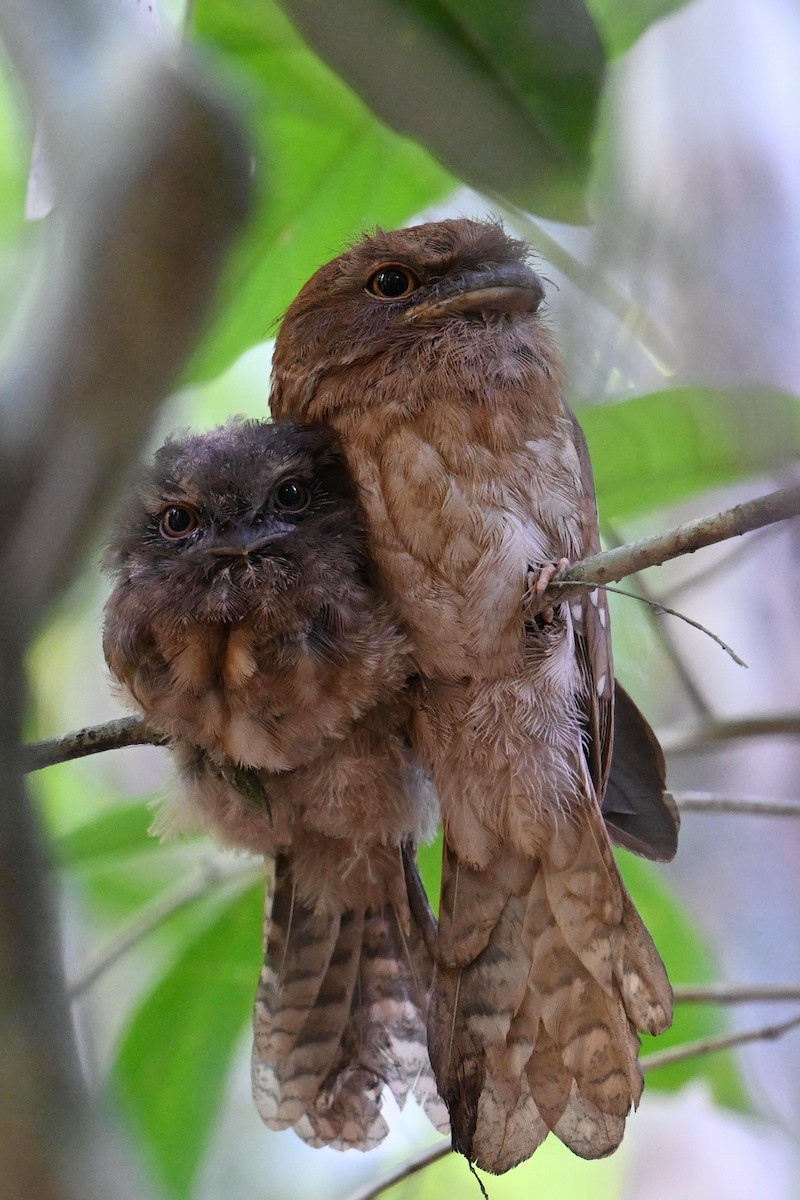 Gould's Frogmouth - ML616883648