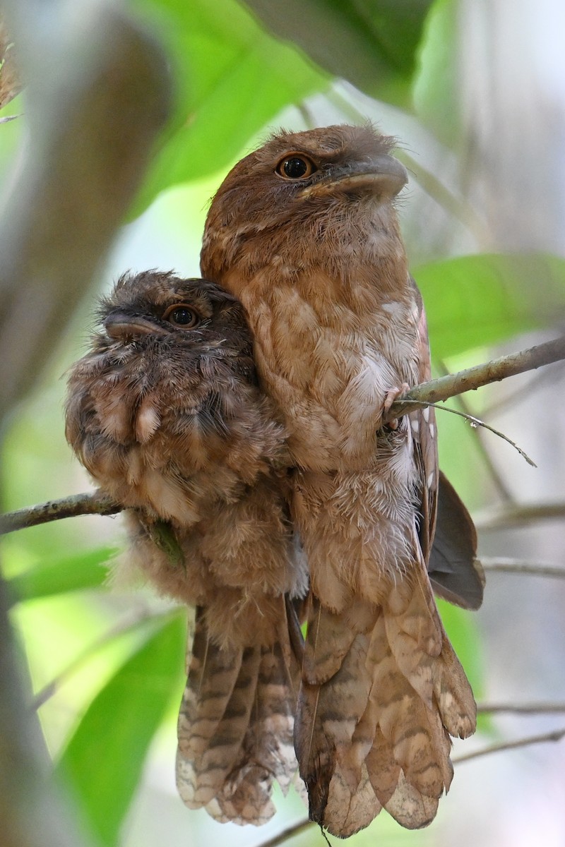Gould's Frogmouth - ML616883650