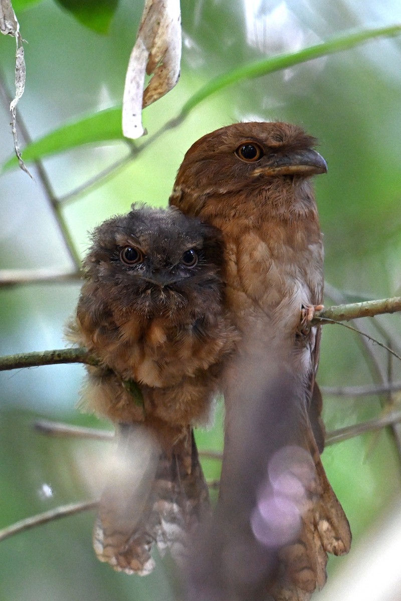 Gould's Frogmouth - ML616883652