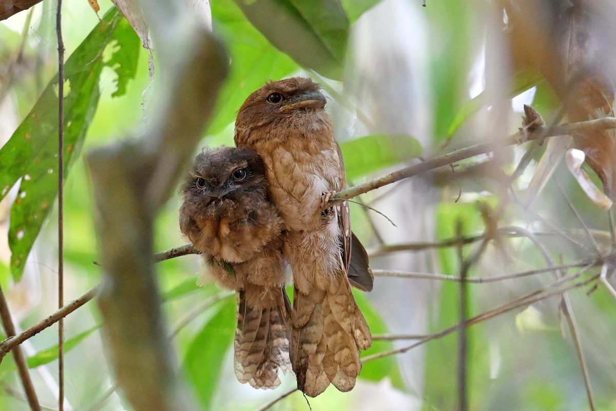 Gould's Frogmouth - ML616883653