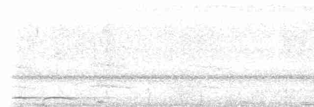 holub krátkozobý - ML616883665