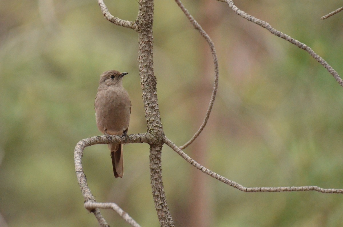 Townsend's Solitaire - ML616883758