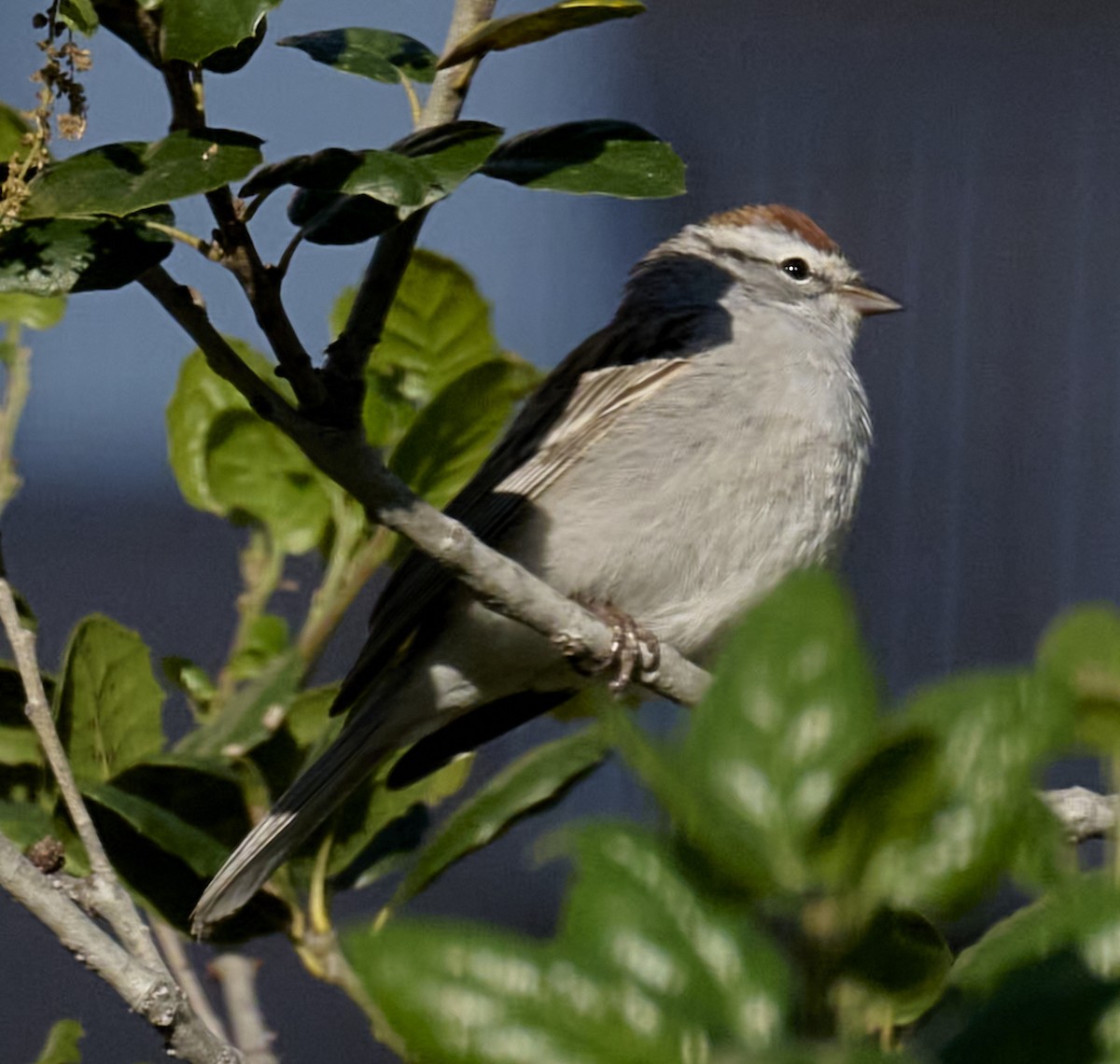 Chipping Sparrow - ML616883974