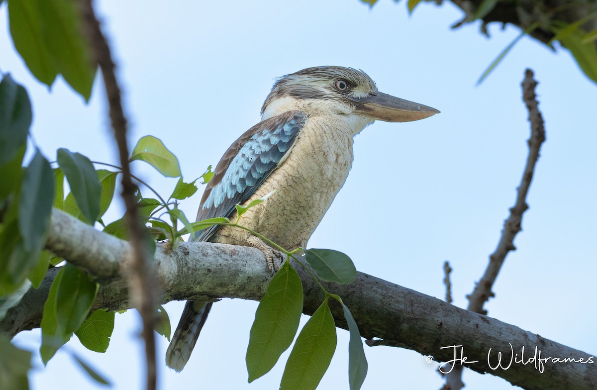 Blue-winged Kookaburra - JK Malkoha