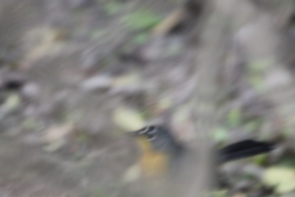 Fan-tailed Warbler - ML616884212