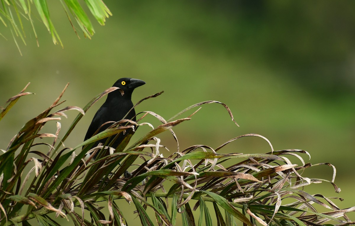 Pied Currawong - ML616884229