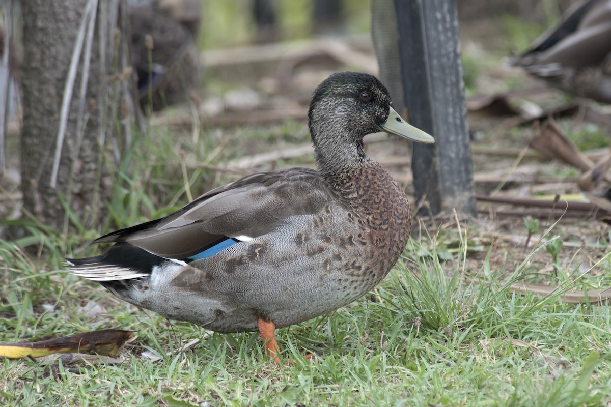 Mallard x Pacific Black Duck (hybrid) - Dan Forster