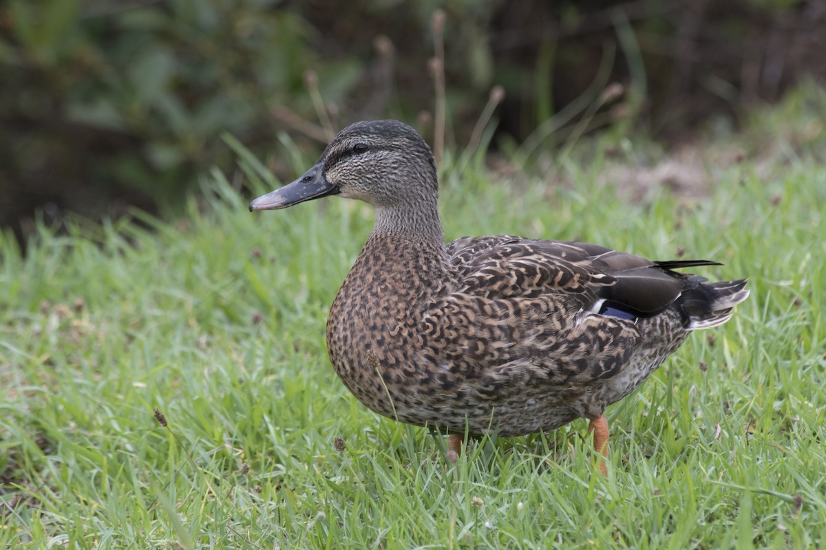 Mallard x Pacific Black Duck (hybrid) - ML616884284