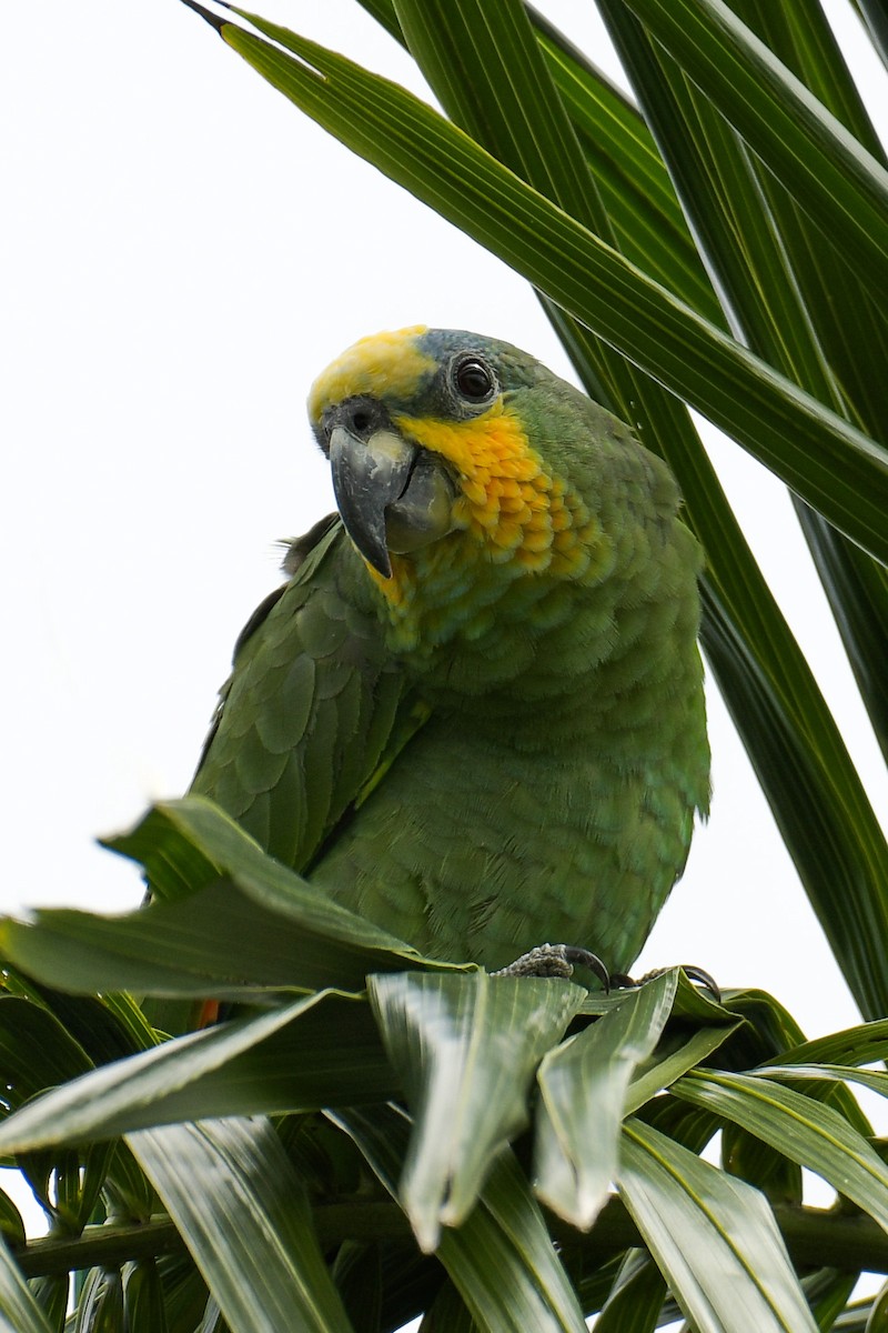 Orange-winged Parrot - Christian Newton