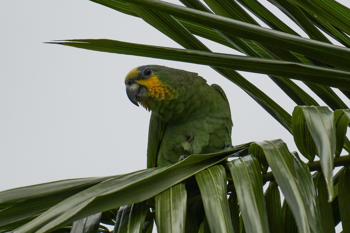 Orange-winged Parrot - Christian Newton