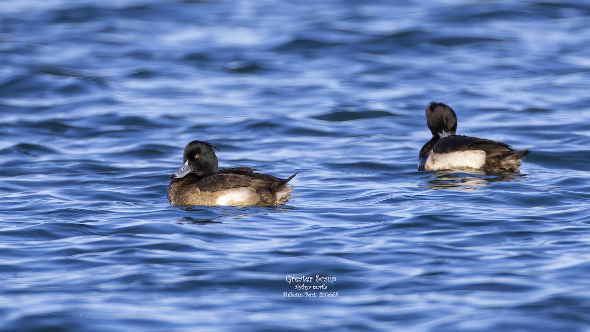 Tufted Duck - Kenneth Cheong
