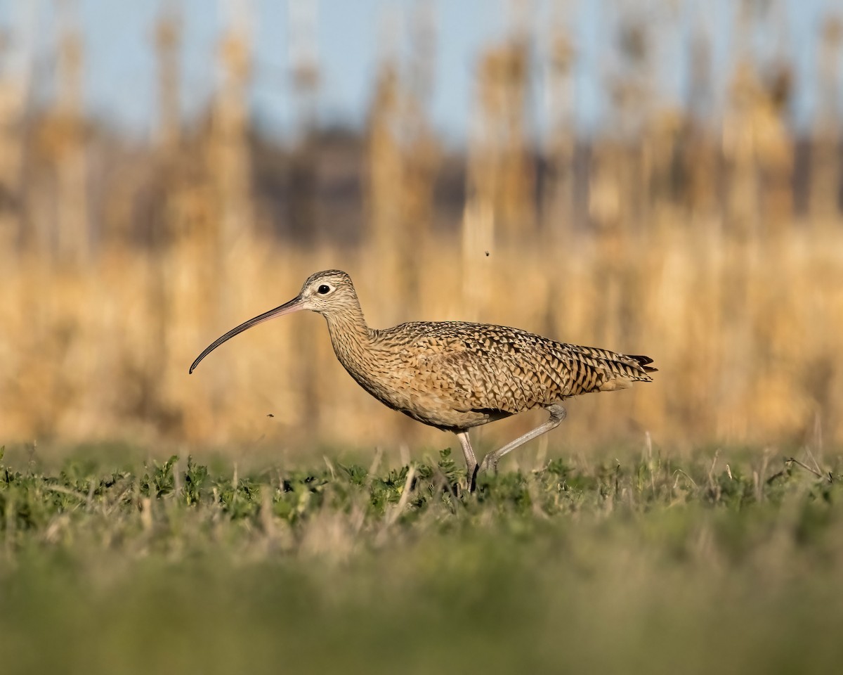 Long-billed Curlew - ML616884439