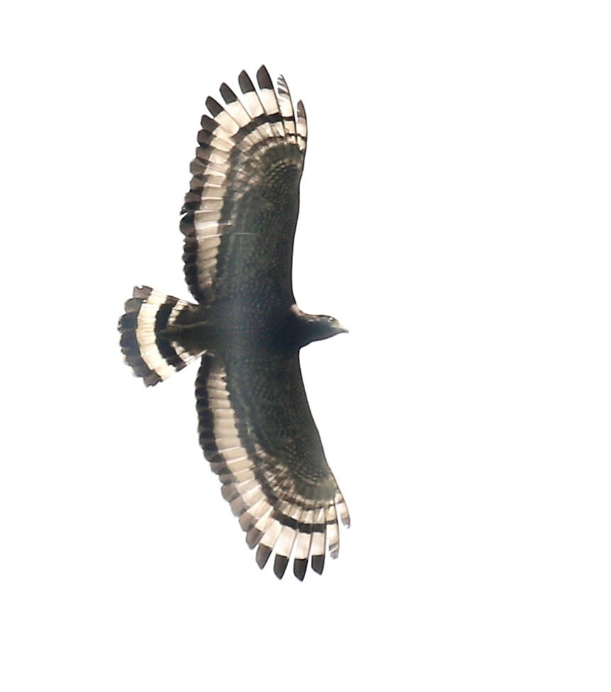 Crested Serpent-Eagle - ML616884537