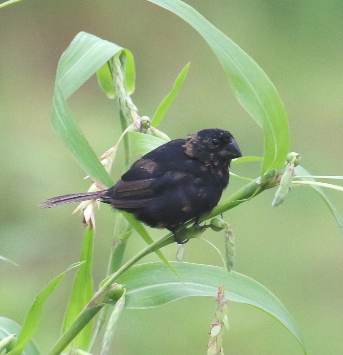 Thick-billed Seed-Finch - ML616884567