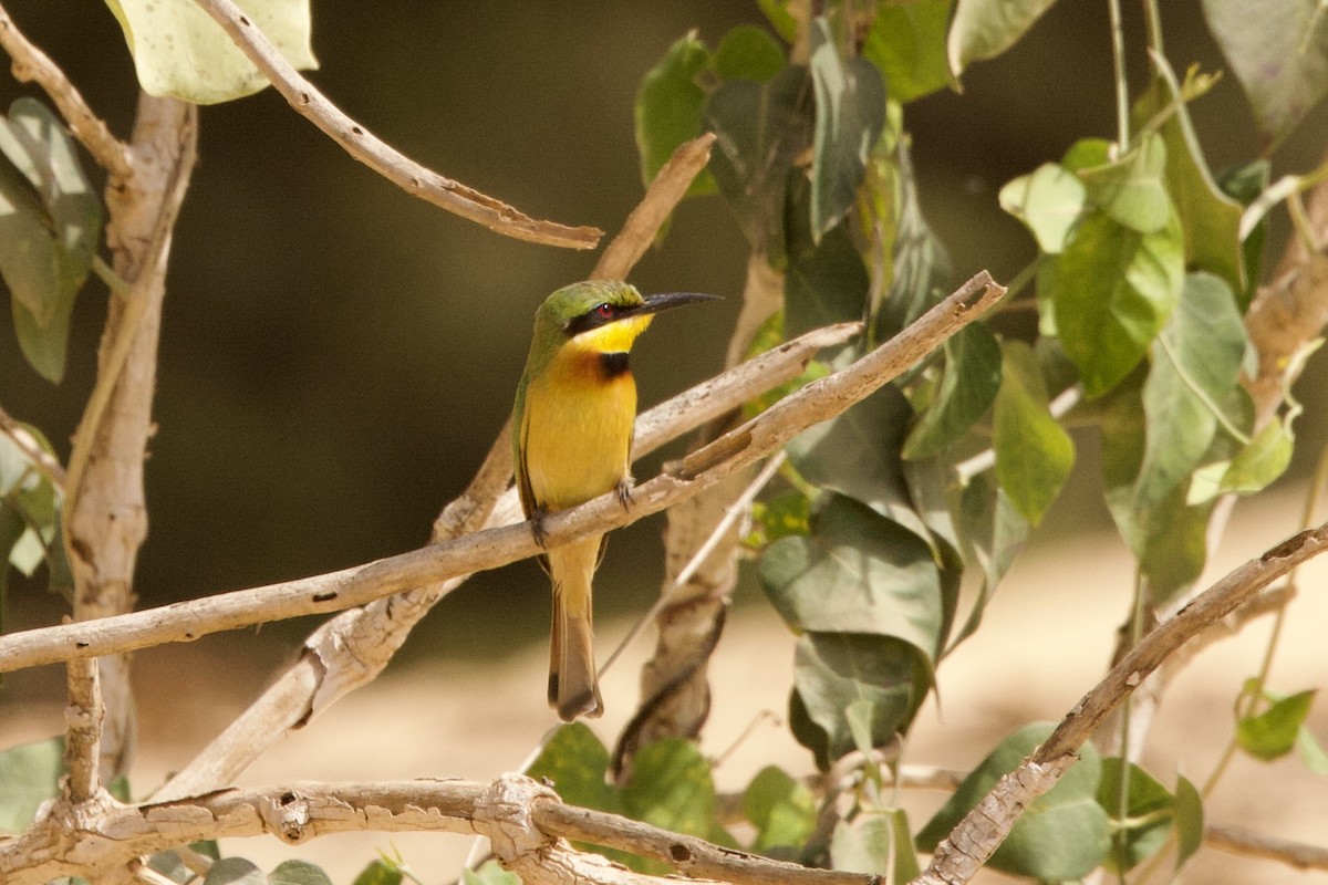 Little Bee-eater - ML616884569