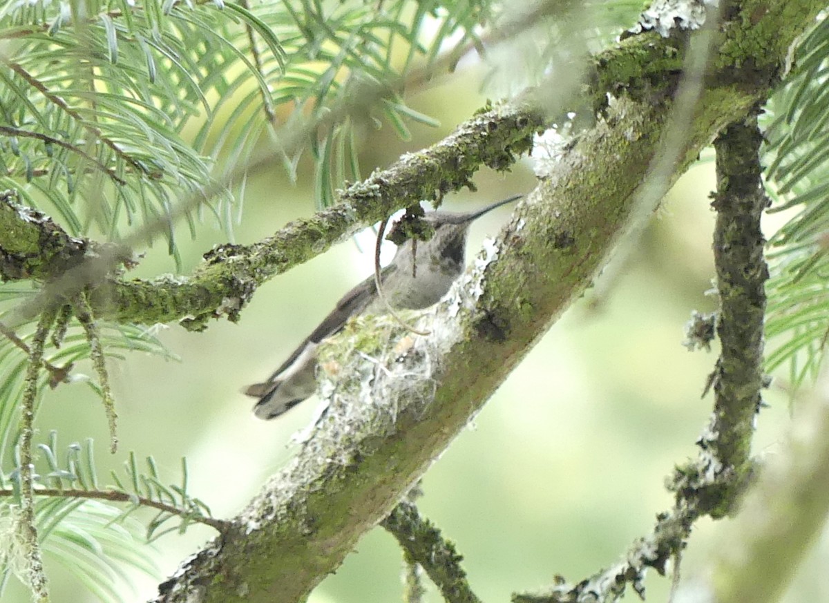 Anna's Hummingbird - ML616884598