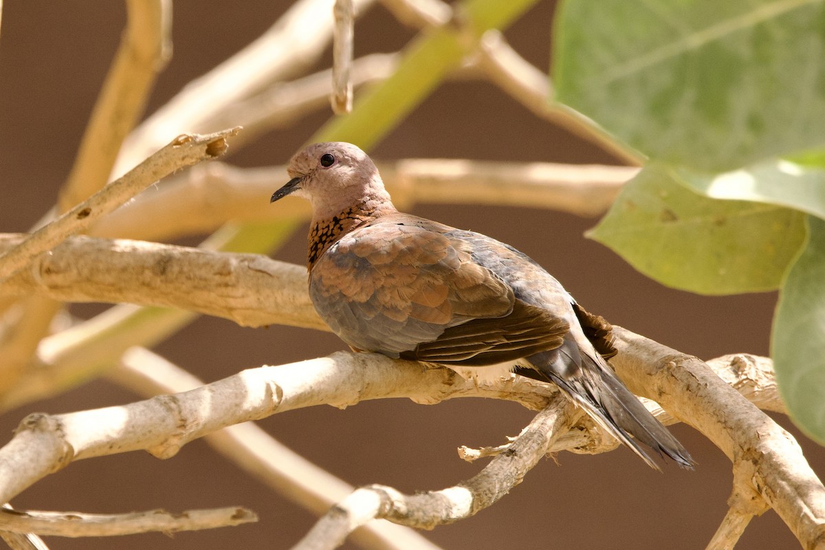 Laughing Dove - ML616884666