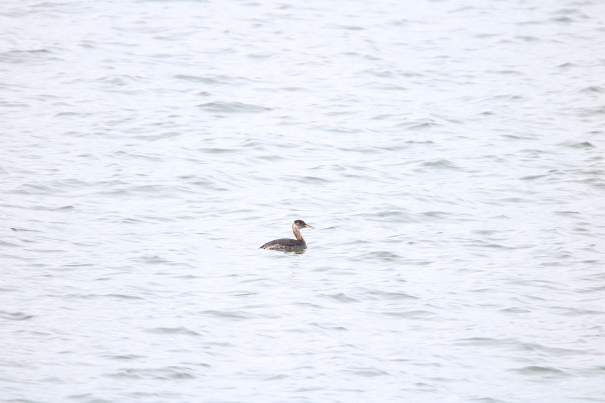 Red-necked Grebe - ML616884701