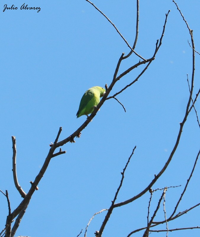 Мексиканский воробьиный попугайчик - ML616884721