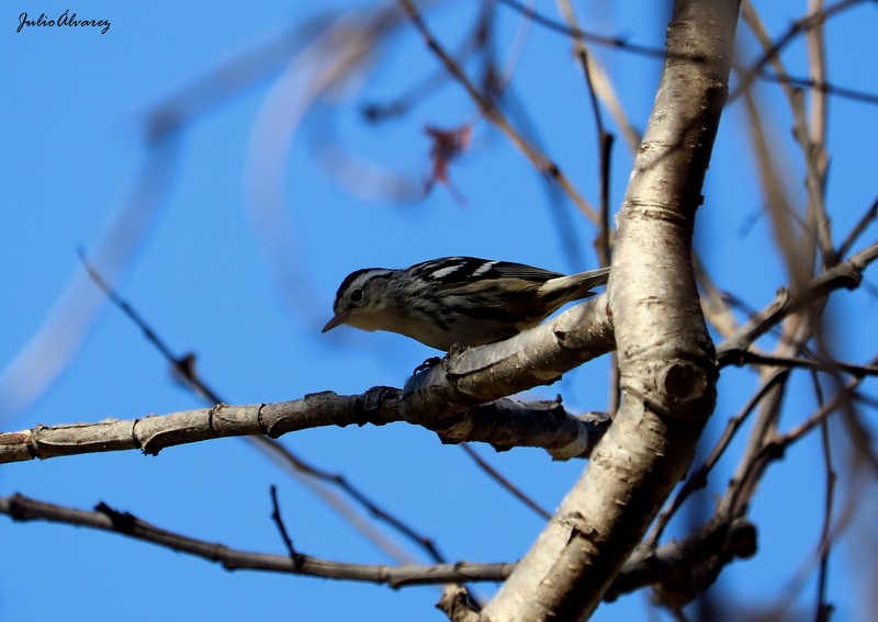 Black-and-white Warbler - ML616884873