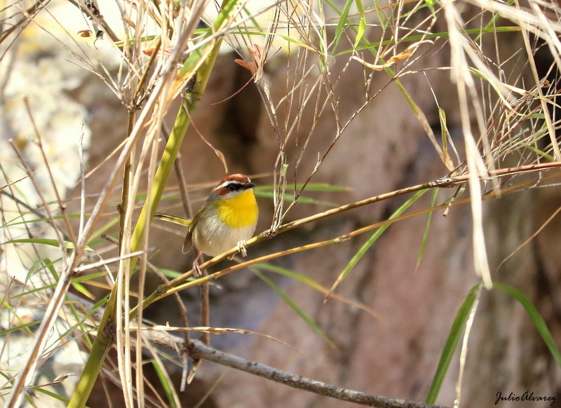 Rufous-capped Warbler - ML616884877