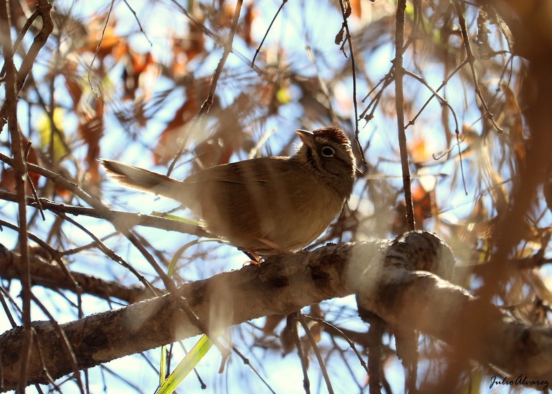 Rufous-crowned Sparrow - Julio Alejandro Alvarez Ruiz