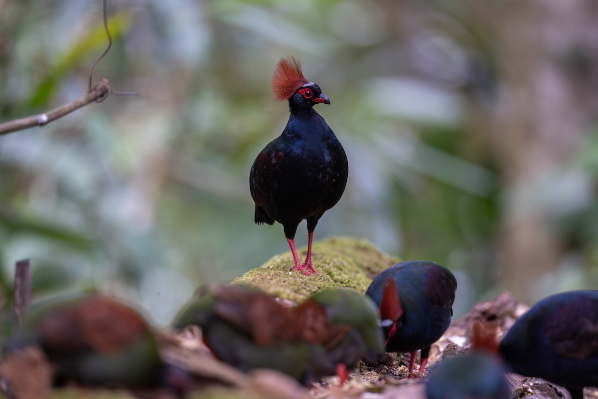 Crested Partridge - ML616884961