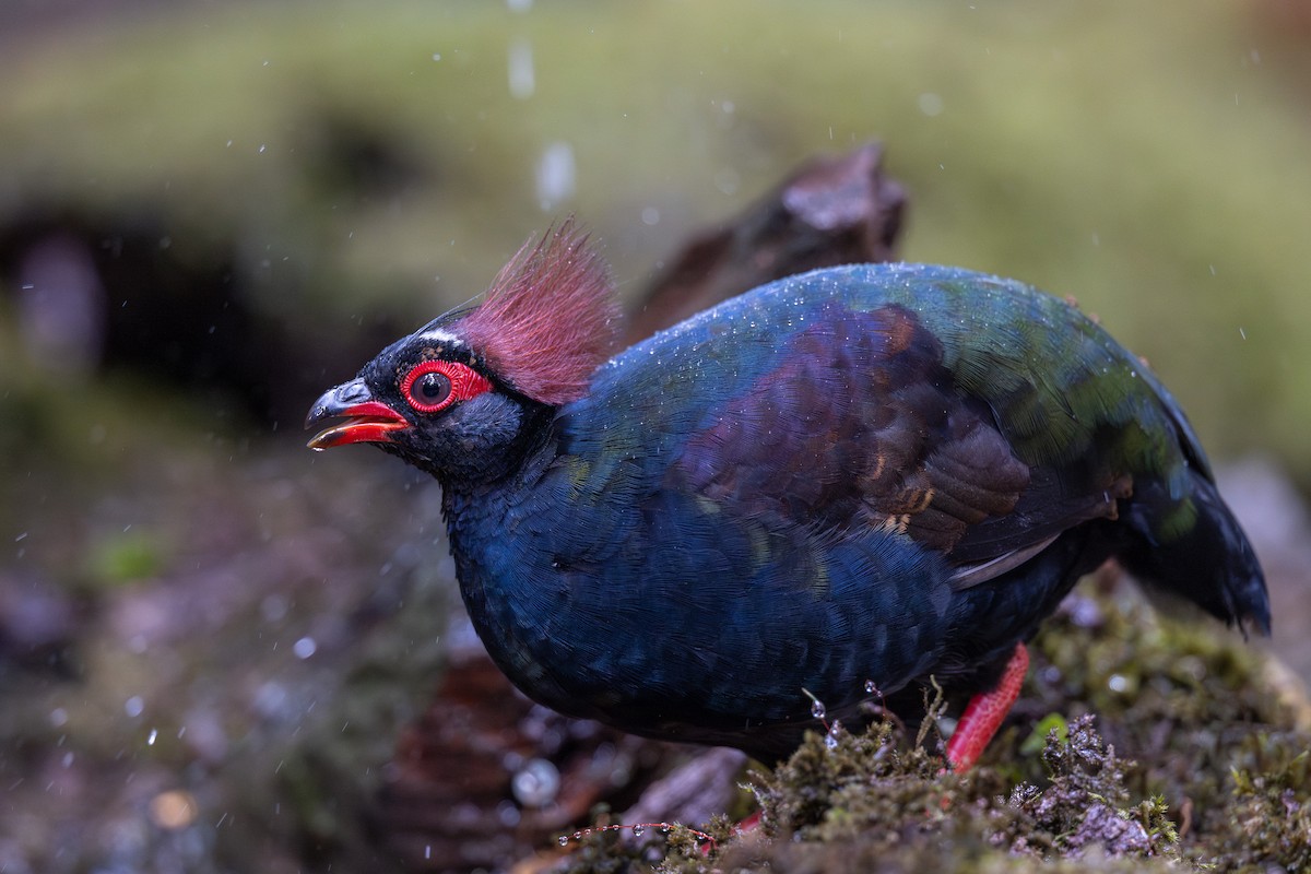 Crested Partridge - ML616884962