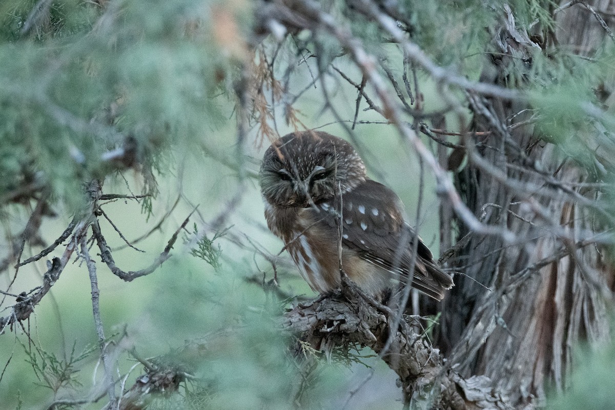 Northern Saw-whet Owl - ML616885011