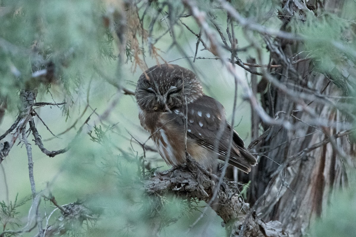 Northern Saw-whet Owl - ML616885012