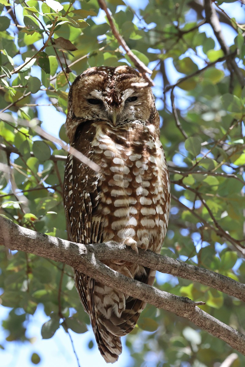 Spotted Owl (Mexican) - ML616885104